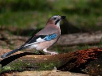 Garrulus glandarius 27, Gaai, Saxifraga-Luuk Vermeer