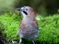 Garrulus glandarius 28, Gaai, Saxifraga-Luuk Vermeer