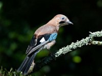 Garrulus glandarius 29, Gaai, Saxifraga-Luuk Vermeer