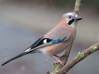 Garrulus glandarius 34, Gaai, Saxifraga-Luuk Vermeer