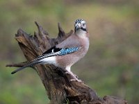 Garrulus glandarius 35, Gaai, Saxifraga-Luuk Vermeer