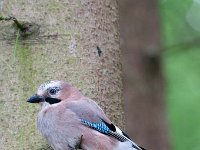 Garrulus glandarius 37, Gaai, Saxifraga-Luuk Vermeer