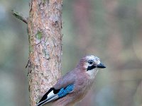 Garrulus glandarius 58, Gaai, Saxifraga-Luuk Vermeer