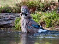 Garrulus glandarius 59, Gaai, Saxifraga-Luuk Vermeer