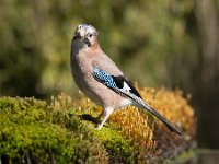 Garrulus glandarius 61, Gaai, Saxifraga-Luuk Vermeer