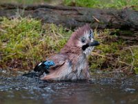 Garrulus glandarius 62, Gaai, Saxifraga-Luuk Vermeer