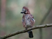 Garrulus glandarius 63, Gaai, Saxifraga-Luuk Vermeer