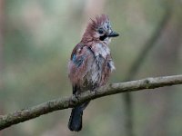 Garrulus glandarius 64, Gaai, Saxifraga-Luuk Vermeer