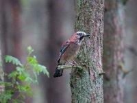 Garrulus glandarius 67, Gaai, Saxifraga-Luuk Vermeer