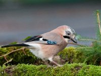 Garrulus glandarius 71, Gaai, Saxifraga-Luuk Vermeer