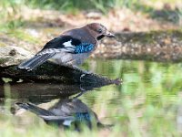 Garrulus glandarius 73, Gaai, Saxifraga-Luuk Vermeer