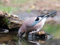 Garrulus glandarius 75, Gaai, Saxifraga-Luuk Vermeer