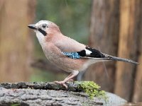 Garrulus glandarius 78, Gaai, Saxifraga-Luuk Vermeer