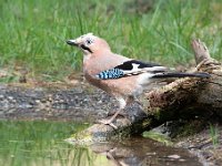 Garrulus glandarius 79, Gaai, Saxifraga-Luuk Vermeer