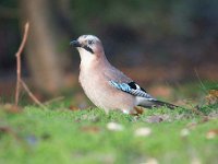 Garrulus glandarius 84, Gaai, Saxifraga-Luuk Vermeer