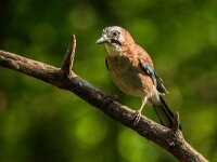 Garrulus glandarius 84, Gaai, adult, Saxifraga-Theo Verstrael