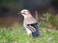 Garrulus glandarius 85, Gaai, Saxifraga-Luuk Vermeer