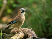 Garrulus glandarius 88, Gaai, adult, Saxifraga-Theo Verstrael