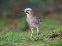 Garrulus glandarius 90, Gaai, Saxifraga-Luuk Vermeer