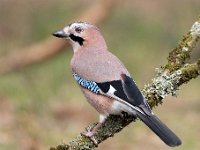 Garrulus glandarius 92, Gaai, Saxifraga-Luuk Vermeer