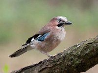 Garrulus glandarius 94, Gaai, Saxifraga-Luuk Vermeer