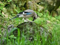 Garrulus glandarius ssp krynicki 123, Gaai, Saxifraga-Tom Heijnen