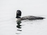 Gavia immer 12, IJsduiker, adult, breeding plumage, Saxifraga-Theo Verstrael