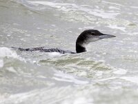 Gavia immer 42, IJsduiker, Saxifraga-Bart Vastenhouw