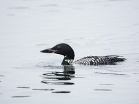 Gavia immer 45, IJsduiker, adult, breeding plumage, Saxifraga-Theo Verstrael