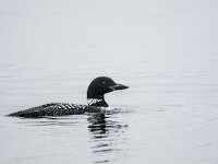 Gavia immer 46, IJsduiker, adult, breeding plumage, Saxifraga-Theo Verstrael