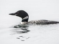 Gavia immer 47, IJsduiker, adult, breeding plumage, Saxifraga-Theo Verstrael