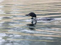 Gavia immer 48, IJsduiker, adult, breeding plumage, Saxifraga-Theo Verstrael