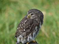 Glaucidium passerinum 8, Dwerguil, Saxifraga-Luuk Vermeer