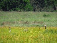 Grus grus 121, Kraanvogel, Saxifraga-Hans Dekker