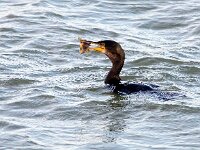 Gulosus aristotelis, Shag