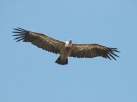 Gyps fulvus, Griffon Vulture