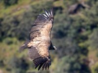 Gyps fulvus 121, Vale gier, Saxifraga-Bart Vastenhouw