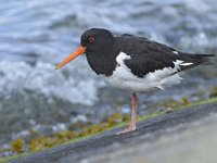 Haematopus ostralegus 102, Scholekster, Saxifraga-Tom Heijnen