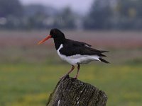 Haematopus ostralegus 66, Scholekster, Saxifraga-Luuk Vermeer