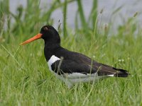 Haematopus ostralegus 67, Scholekster, Saxifraga-Luuk Vermeer