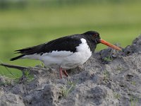 Haematopus ostralegus 70, Scholekster, Saxifraga-Luuk Vermeer