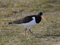 Haematopus ostralegus 81, Scholekster, Saxifraga-Luuk Vermeer