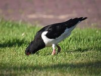 Haematopus ostralegus 85, Scholekster, Saxifraga-Luuk Vermeer