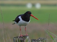 Haematopus ostralegus 90, Scholekster, Saxifraga-Luuk Vermeer