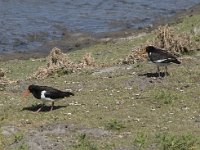 Haematopus ostralegus 95, Scholekster, Saxifraga-Willem van Kruijsbergen