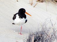 Haematopus ostralegus 96, Scholekster, Saxifraga-Bart Vastenhouw