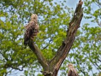 Haliaeetus albicilla 57, Zeearend, Saxifraga-Hans Dekker