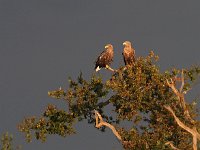 Haliaeetus albicilla 64, Zeearend, Saxifraga-Hans Dekker