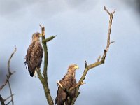 Haliaeetus albicilla 69, Zeearend, Saxifraga-Hans Dekker