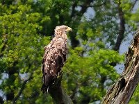 Haliaeetus albicilla 74, Zeearend, Saxifraga-Hans Dekker